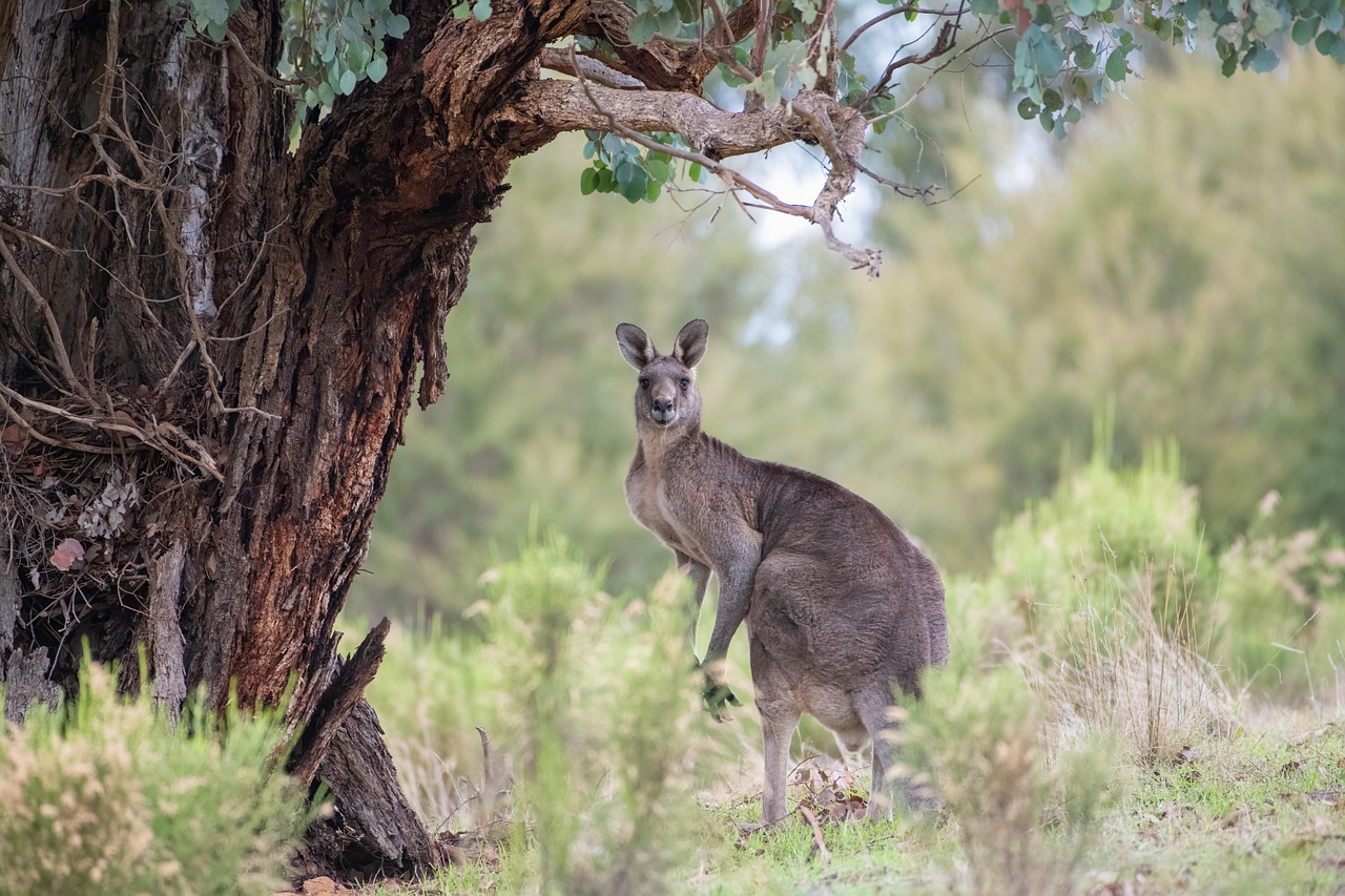 A kangaroo in the Australian outback