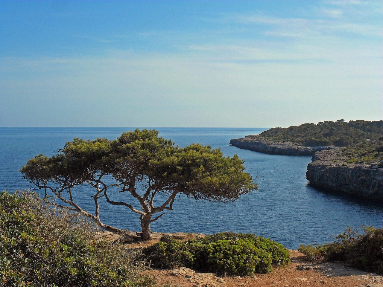 A tree on the coastline in Mallorca