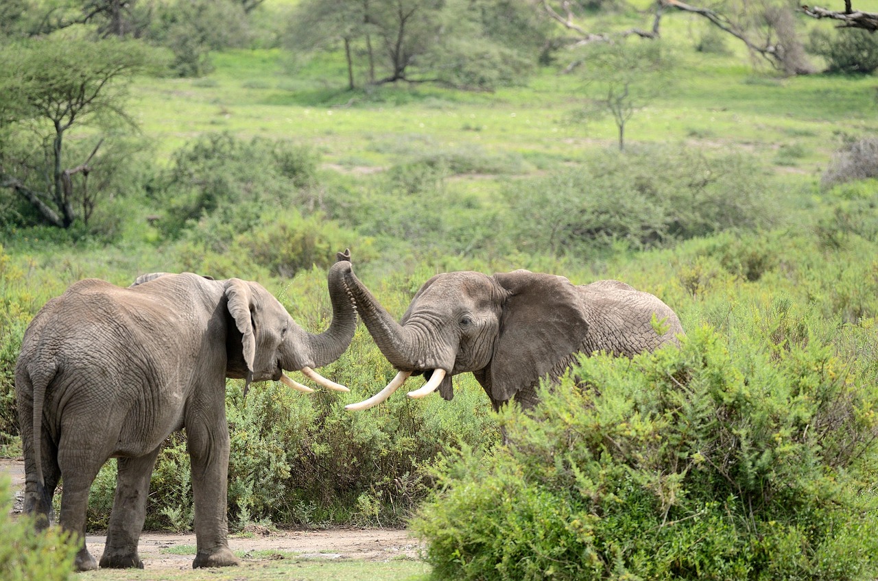 Two elephants touching tusks together