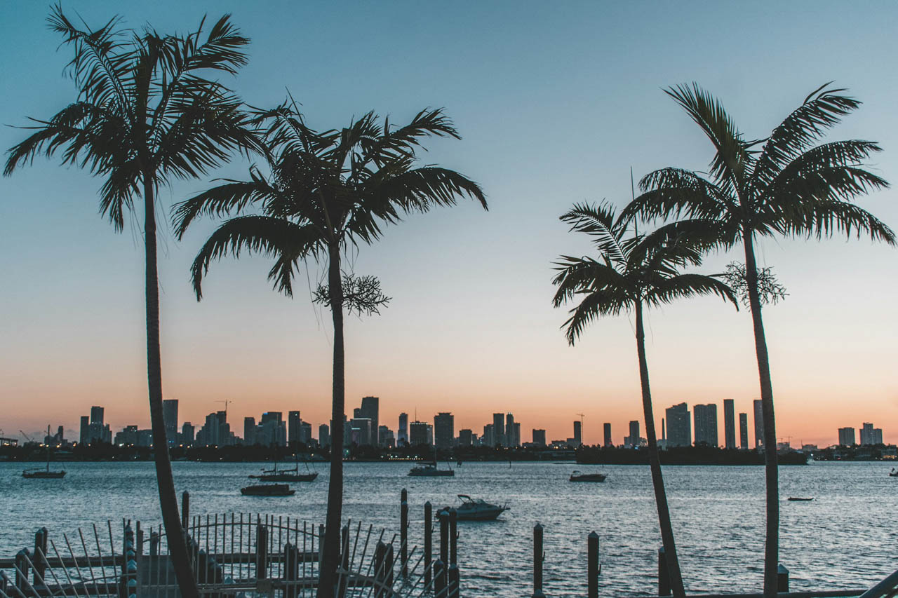 Palm trees and skyscrapers at sunset