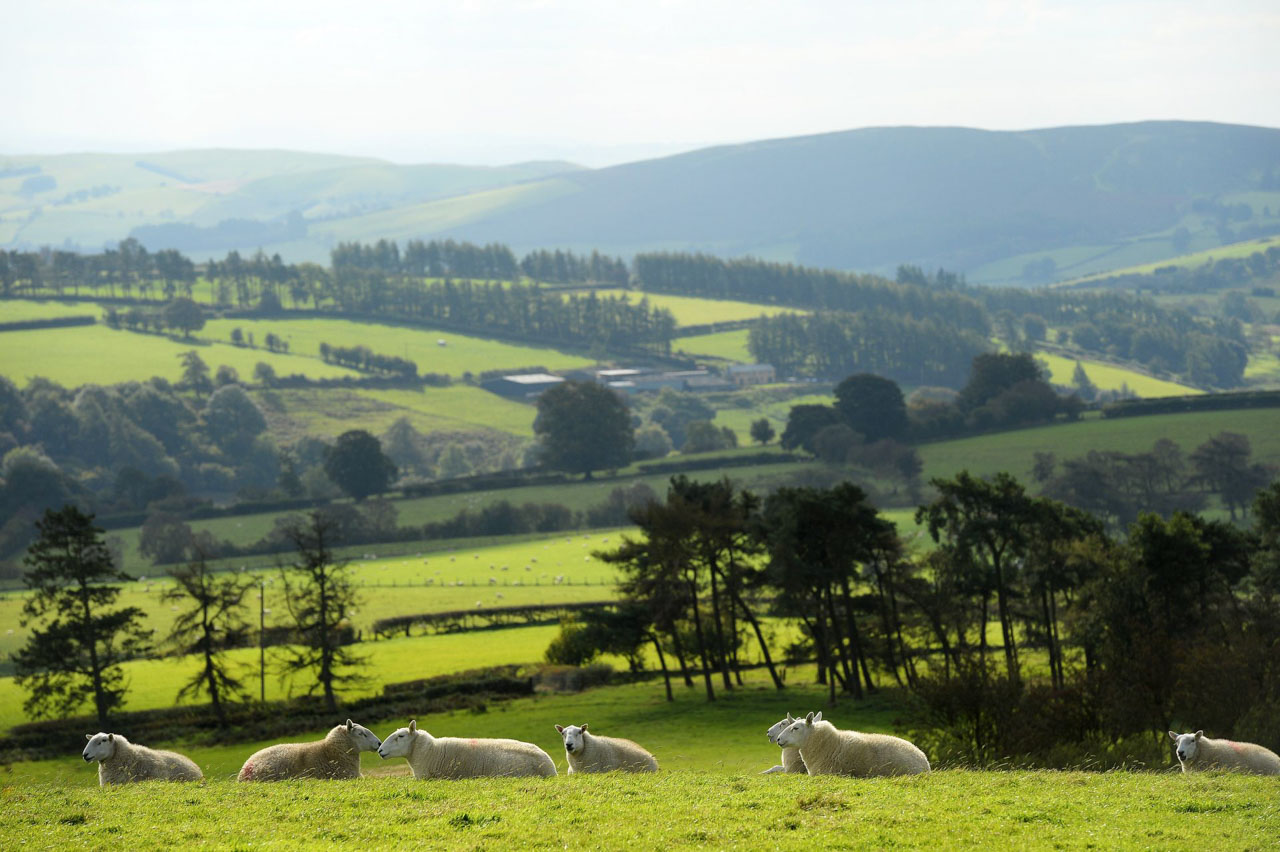 Sheep grazing on farmland near Llanbadarn Fynydd, along Glyndwr's Way in Mid Wales