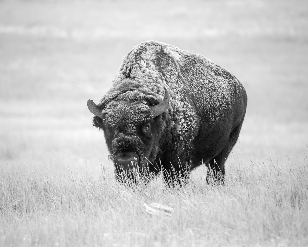 Black and white photo of a majestic American bison grazing in a grassland setting