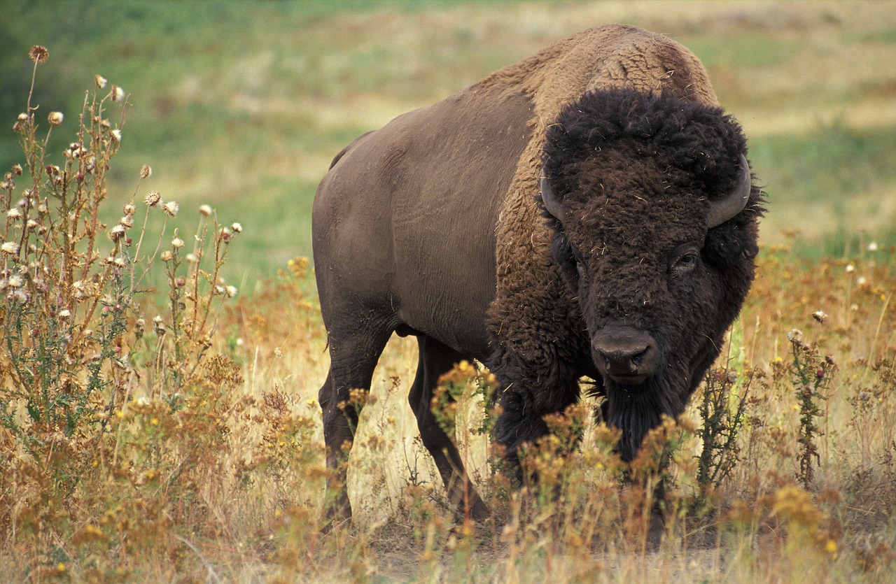 American bison in a prairie